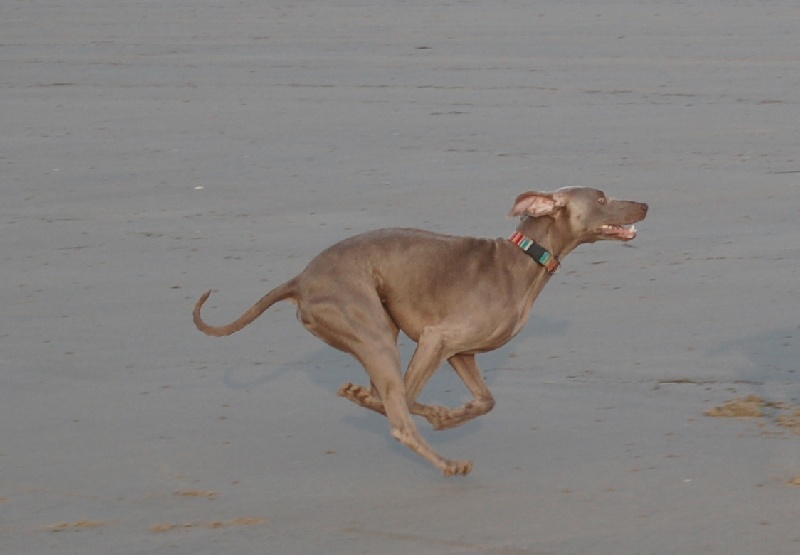 CH. D'joy del sixth sense von silberweiss jäger