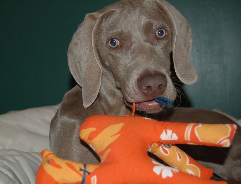 CH. D'joy del sixth sense von silberweiss jäger