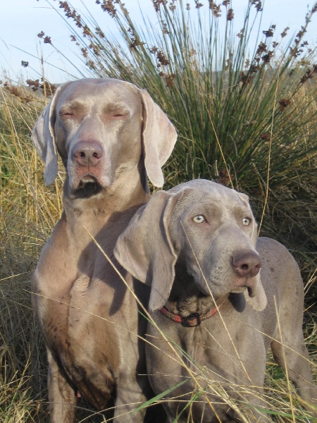 CH. Le cinquième element at silberweiss fala love'a