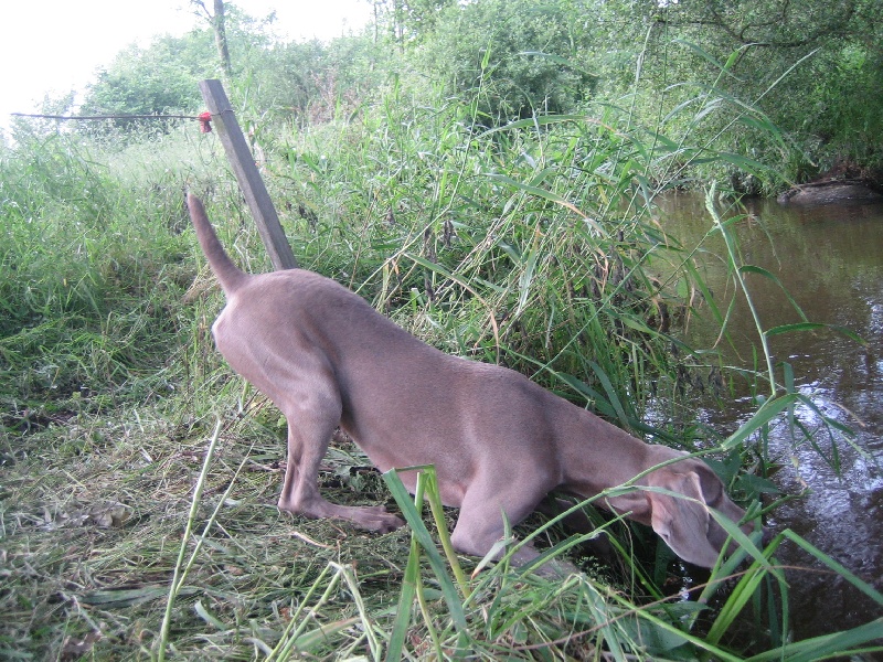 CH. Le cinquième element at silberweiss fala love'a