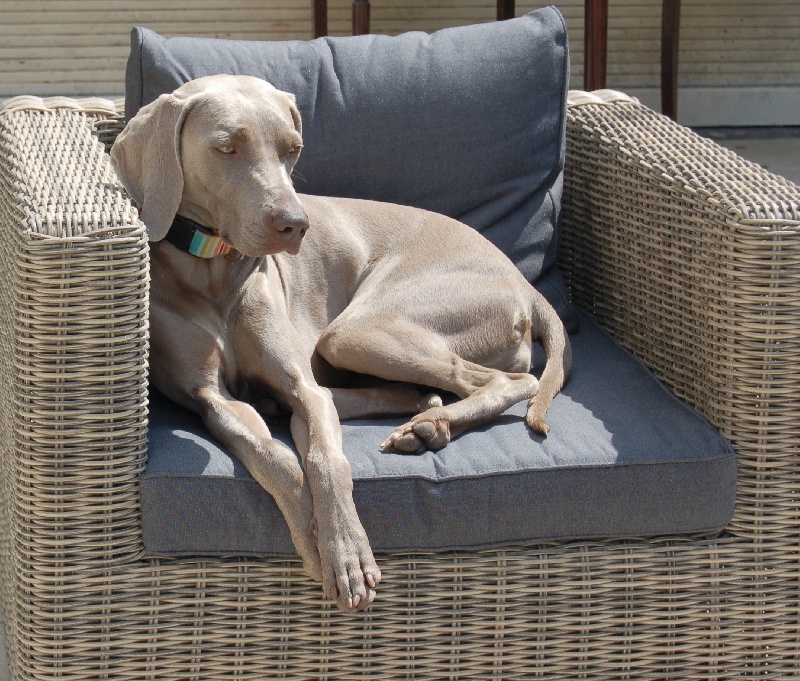 CH. D'joy del sixth sense von silberweiss jäger