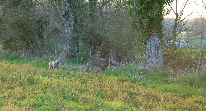 CH. D'joy del sixth sense von silberweiss jäger
