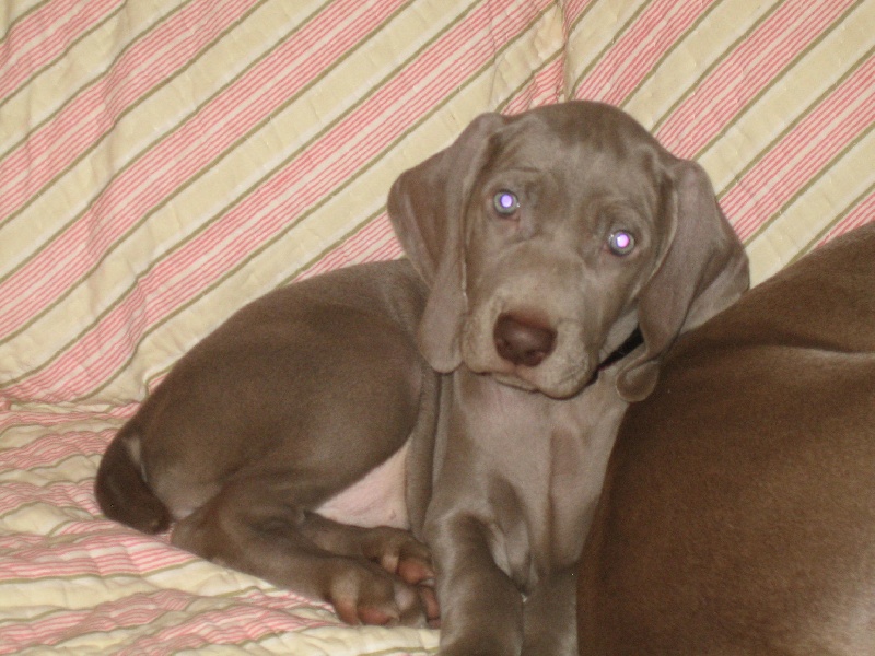 CH. Le cinquième element at silberweiss fala love'a