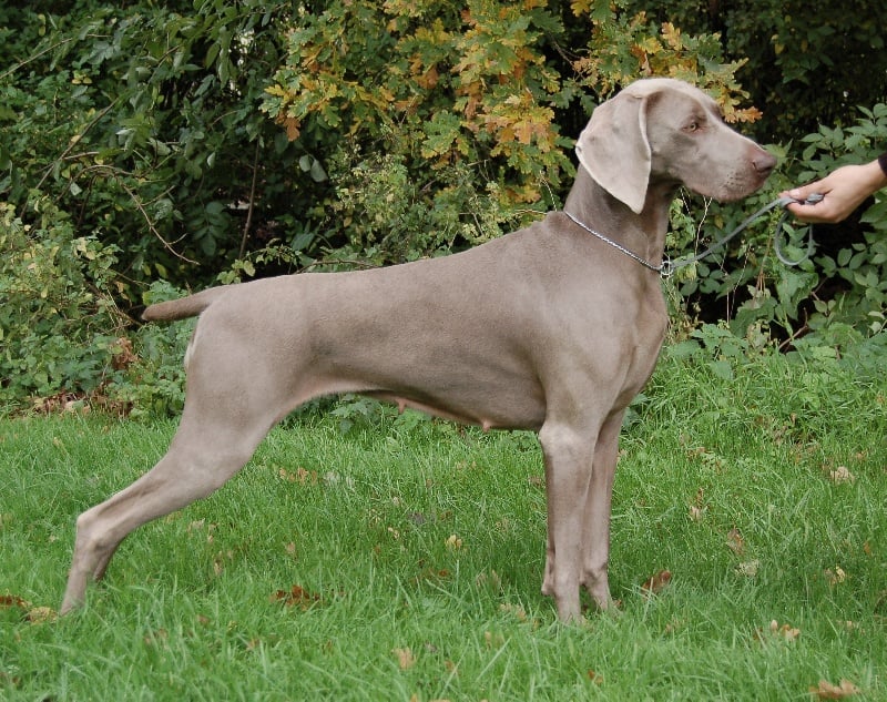 CH. Le cinquième element at silberweiss fala love'a