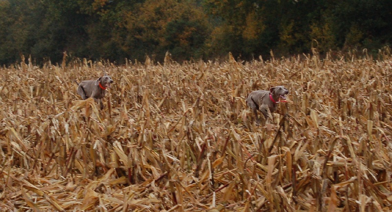 CH. D'joy del sixth sense von silberweiss jäger