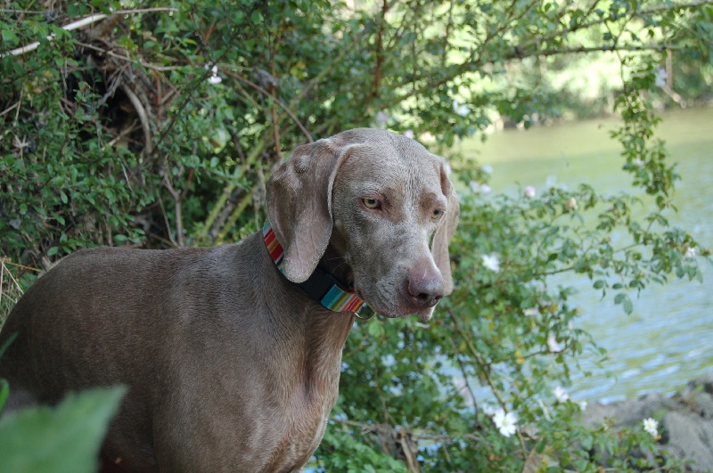 CH. D'joy del sixth sense von silberweiss jäger