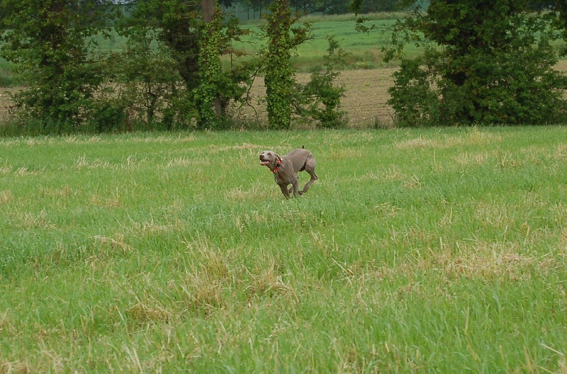CH. D'joy del sixth sense von silberweiss jäger