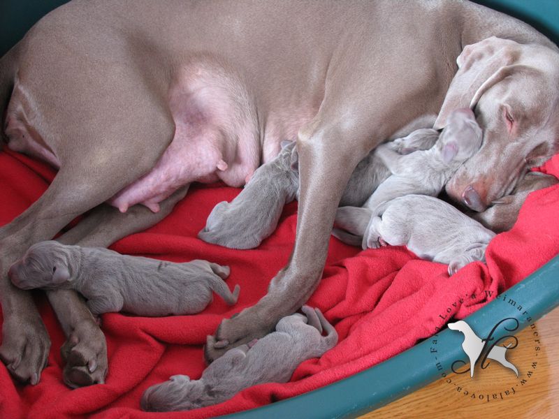 CH. Le cinquième element at silberweiss fala love'a