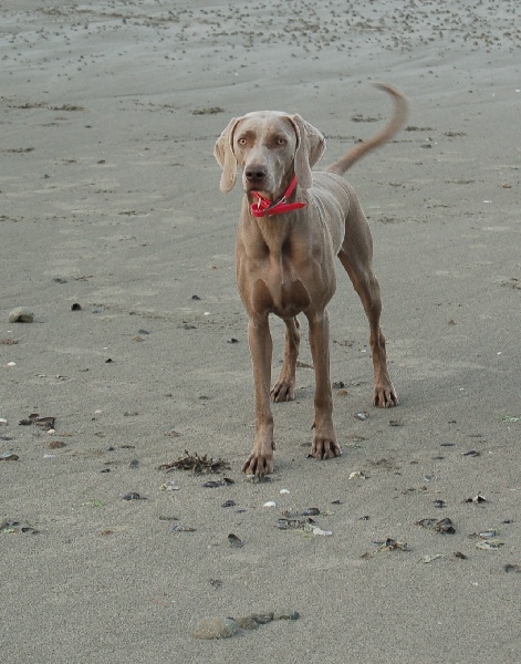 CH. D'joy del sixth sense von silberweiss jäger