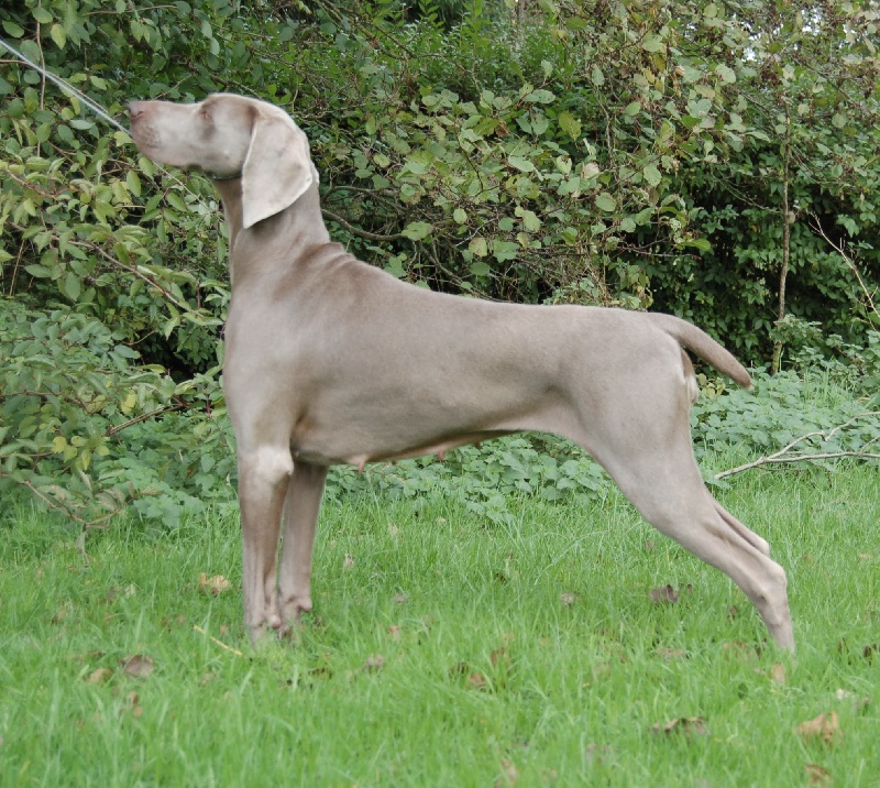 CH. Le cinquième element at silberweiss fala love'a