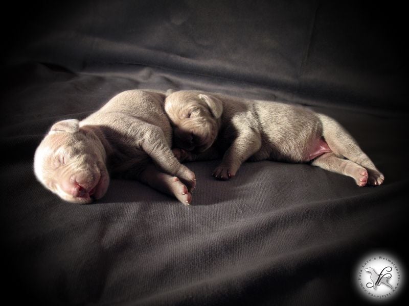 CH. Le cinquième element at silberweiss fala love'a