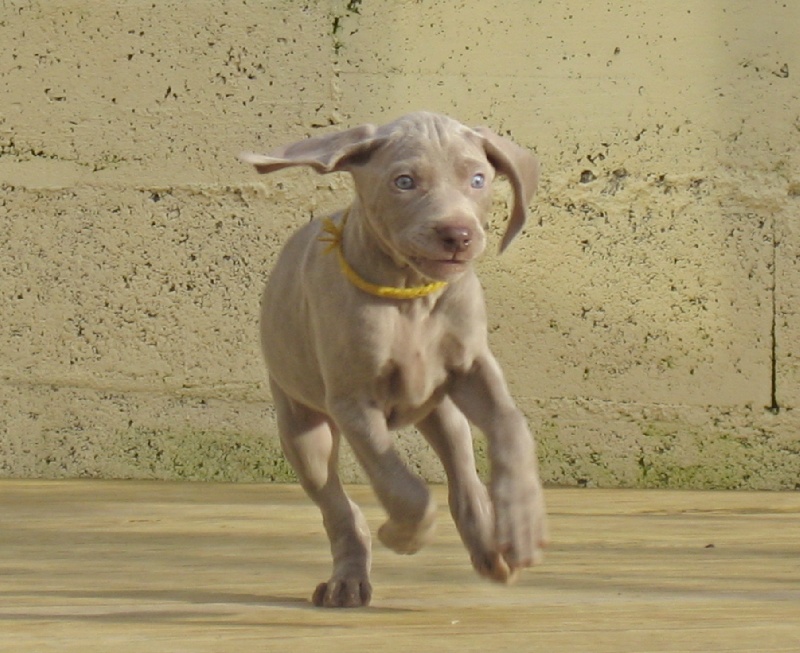 CH. D'joy del sixth sense von silberweiss jäger