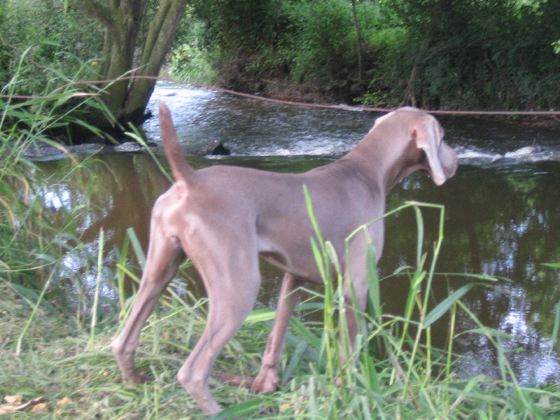 CH. Le cinquième element at silberweiss fala love'a