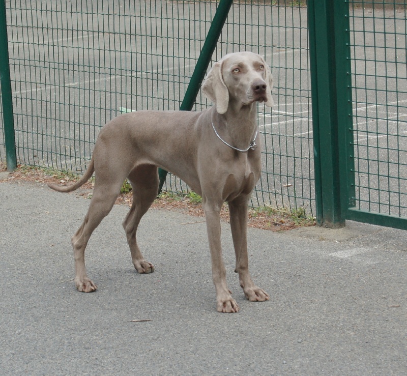 CH. D'joy del sixth sense von silberweiss jäger