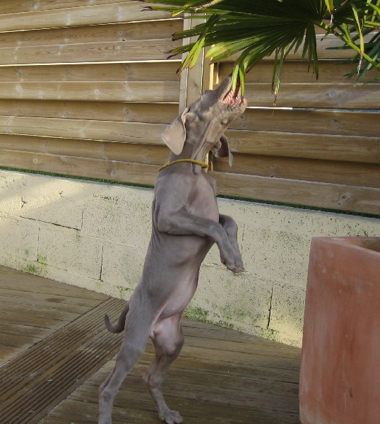 CH. D'joy del sixth sense von silberweiss jäger