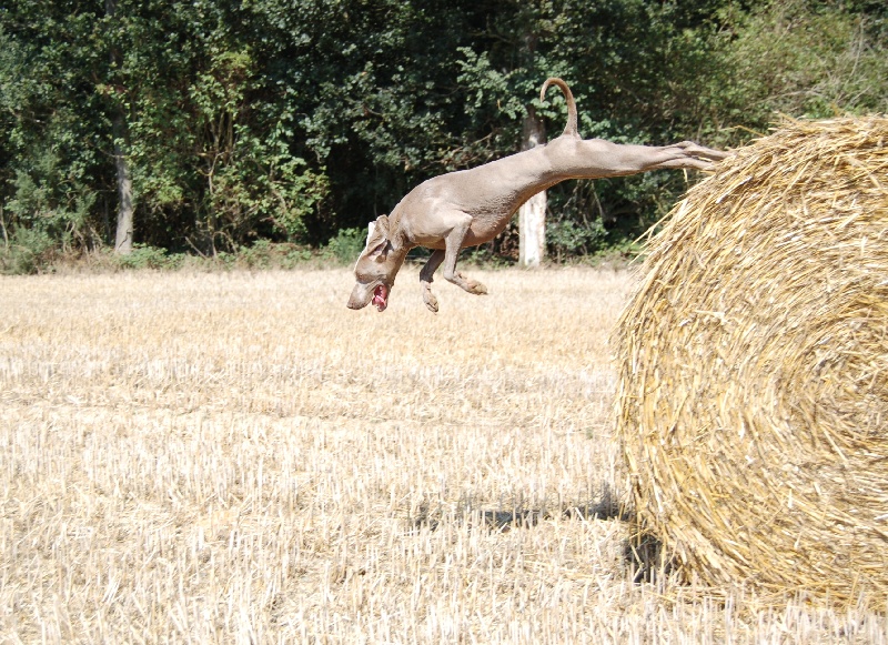 CH. D'joy del sixth sense von silberweiss jäger