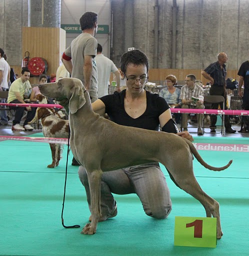 CH. D'joy del sixth sense von silberweiss jäger