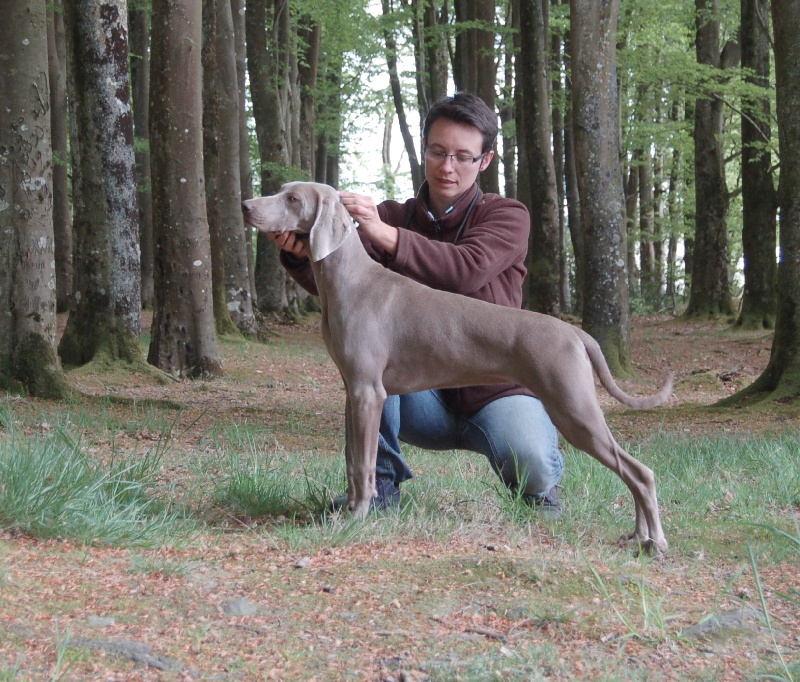 CH. D'joy del sixth sense von silberweiss jäger