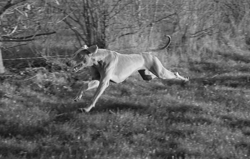 CH. D'joy del sixth sense von silberweiss jäger