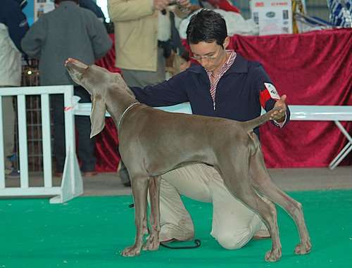 CH. Le cinquième element at silberweiss fala love'a