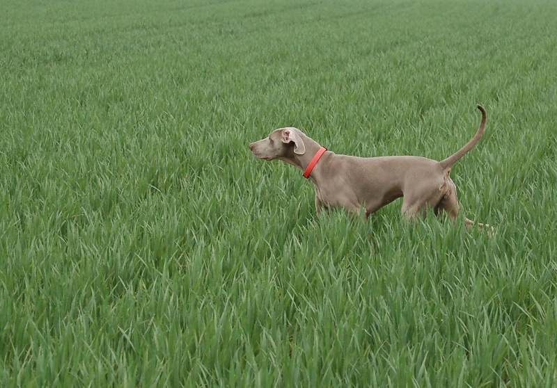 CH. D'joy del sixth sense von silberweiss jäger