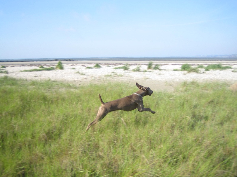 CH. Le cinquième element at silberweiss fala love'a