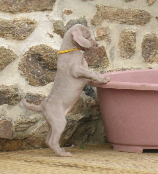 CH. D'joy del sixth sense von silberweiss jäger