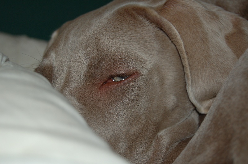 CH. D'joy del sixth sense von silberweiss jäger