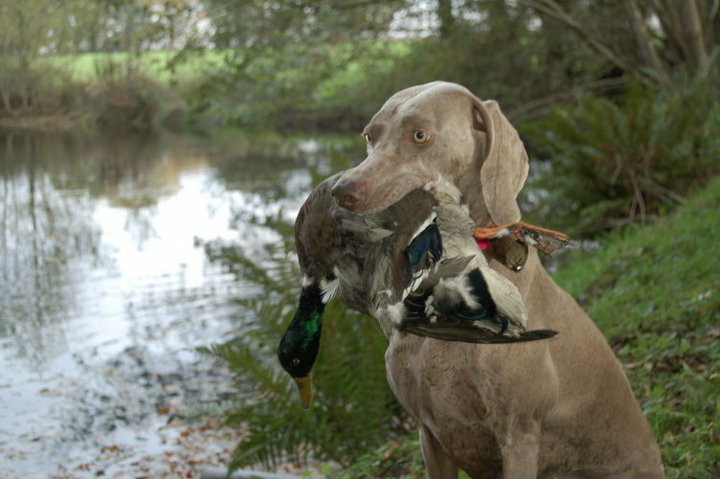 CH. D'joy del sixth sense von silberweiss jäger