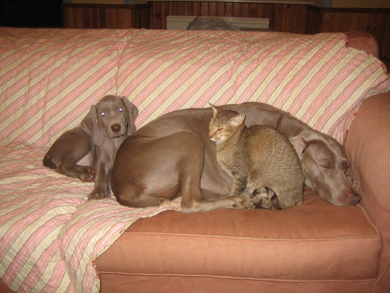 CH. Le cinquième element at silberweiss fala love'a