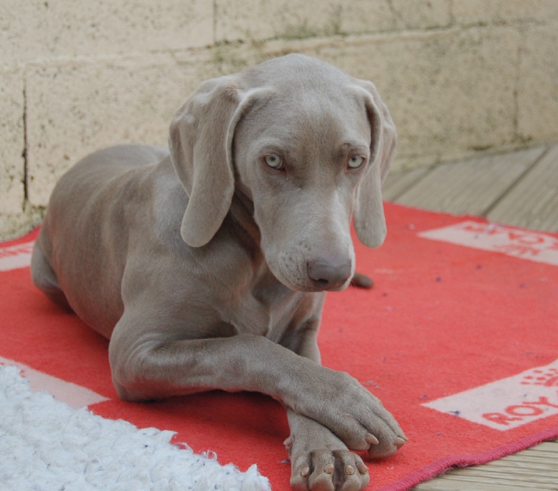 CH. D'joy del sixth sense von silberweiss jäger