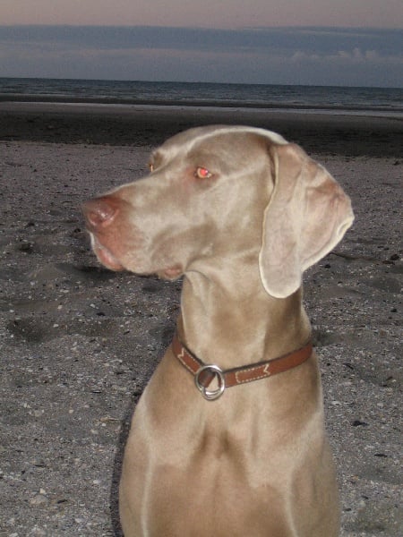 S'amber diva (Sans Affixe)