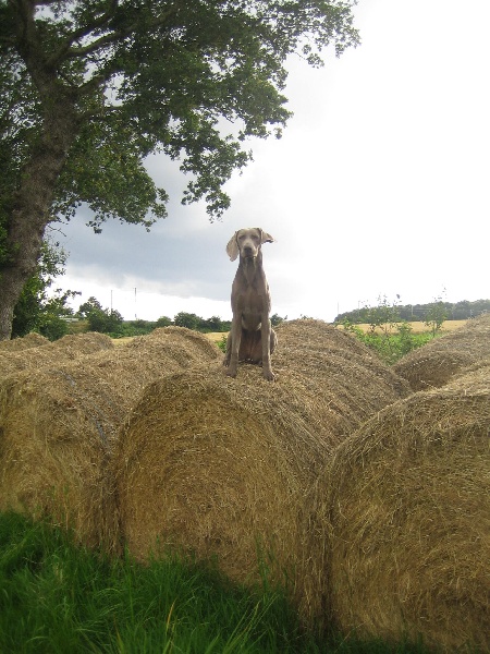 CH. Le cinquième element at silberweiss fala love'a