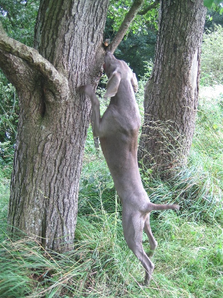 CH. Le cinquième element at silberweiss fala love'a