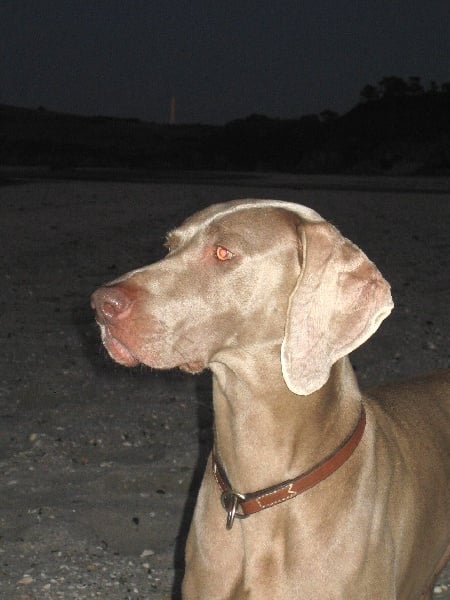 S'amber diva (Sans Affixe)