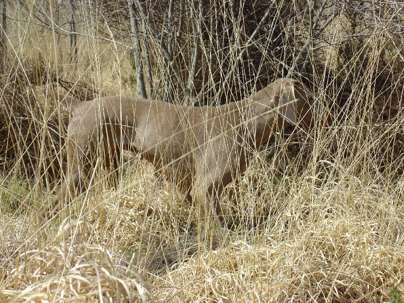 S'amber diva (Sans Affixe)