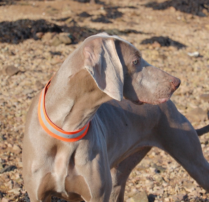 CH. D'joy del sixth sense von silberweiss jäger