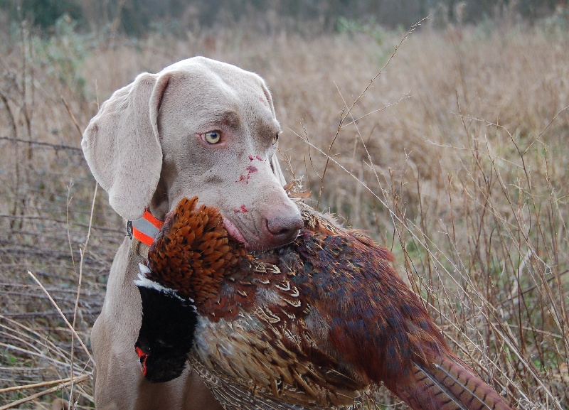 CH. D'joy del sixth sense von silberweiss jäger