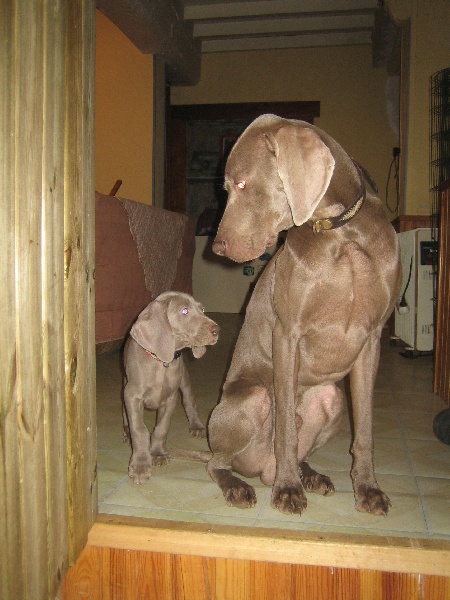 CH. Le cinquième element at silberweiss fala love'a