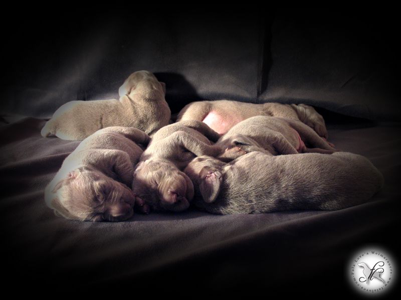 CH. Le cinquième element at silberweiss fala love'a