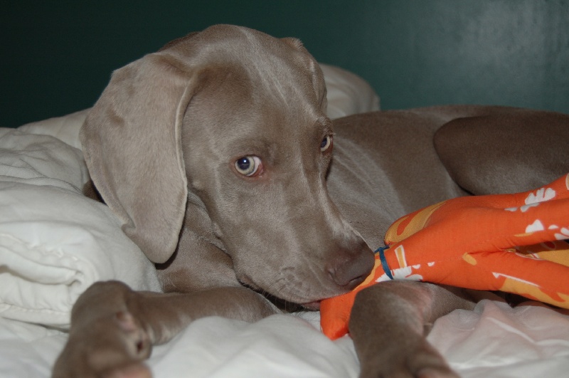 CH. D'joy del sixth sense von silberweiss jäger