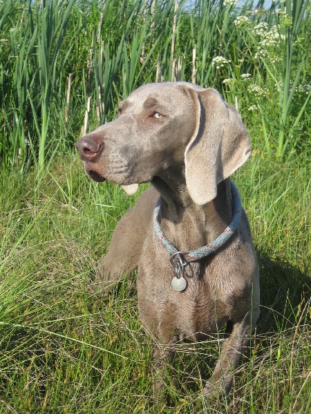 CH. Le cinquième element at silberweiss fala love'a