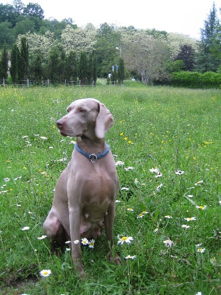 S'amber diva (Sans Affixe)