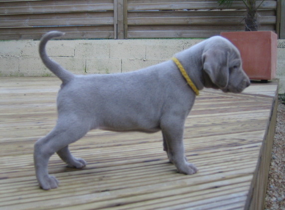 CH. D'joy del sixth sense von silberweiss jäger