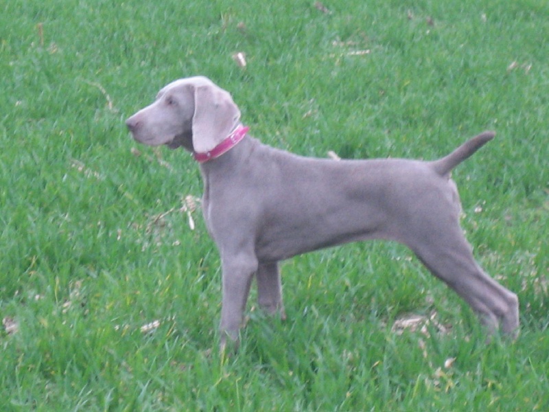 CH. Le cinquième element at silberweiss fala love'a