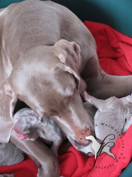 CH. Le cinquième element at silberweiss fala love'a