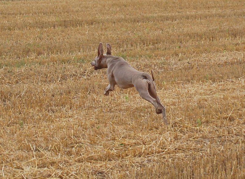 CH. D'joy del sixth sense von silberweiss jäger