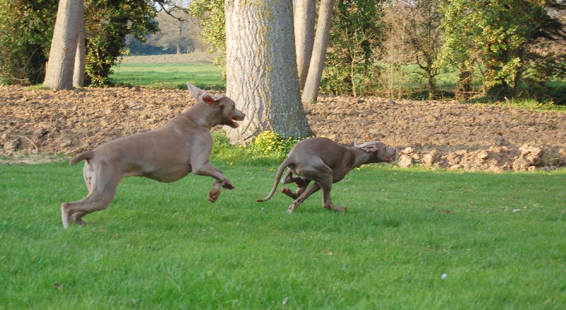 CH. D'joy del sixth sense von silberweiss jäger