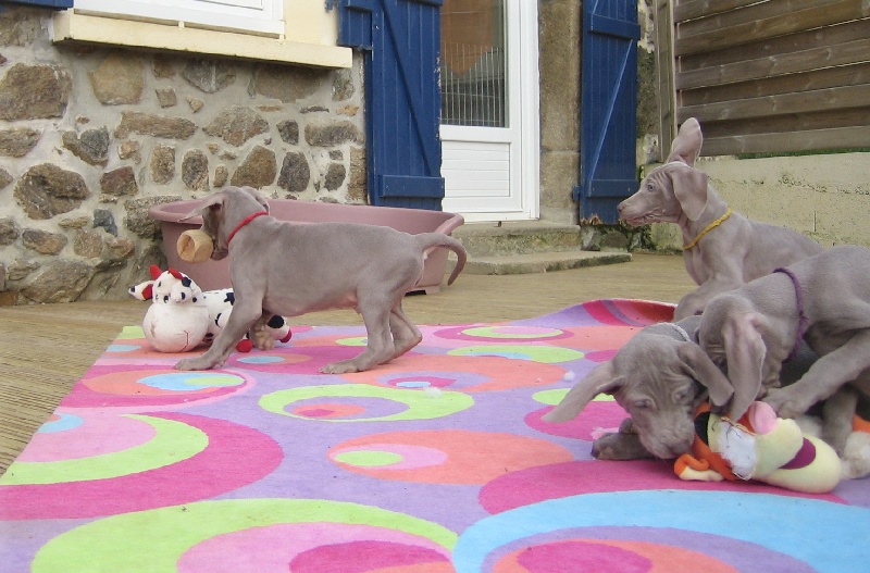 CH. D'joy del sixth sense von silberweiss jäger