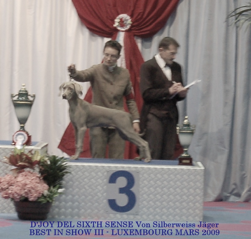 CH. D'joy del sixth sense von silberweiss jäger